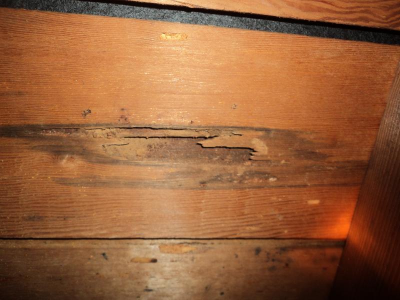 Possible termite problems found during a Los Angeles home inspection in an attic area.