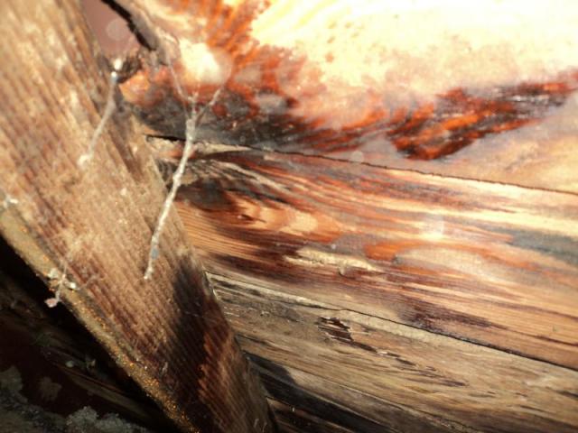 Possible mold growth inside attic of a Reseda home inspection. 